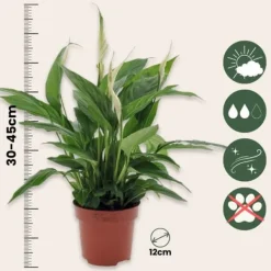 Krukkeplanter Indendørs^Fredslilje - Sæt med 2 - Spathiphyllum 'Torelli' - Højde 30-45cm - ⌀12cm