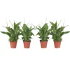 Krukkeplanter Indendørs^Fredslilje - Sæt med 4 - Spathiphyllum 'Torelli' - Højde 30-45cm - ⌀12cm