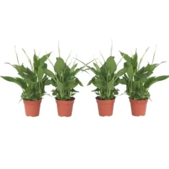 Krukkeplanter Indendørs^Fredslilje - Sæt med 4 - Spathiphyllum 'Torelli' - Højde 30-45cm - ⌀12cm