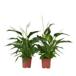 Outlet Fredslilje - Sæt med 2 - Spathiphyllum 'Lima' - Højde 60-75cm - ⌀17cm Krukkeplanter Indendørs