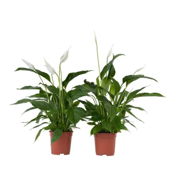 Outlet Fredslilje - Sæt med 2 - Spathiphyllum 'Lima' - Højde 60-75cm - ⌀17cm Krukkeplanter Indendørs