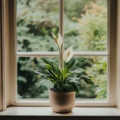 Outlet Fredslilje - Sæt med 2 - Spathiphyllum 'Lima' - Højde 60-75cm - ⌀17cm Krukkeplanter Indendørs