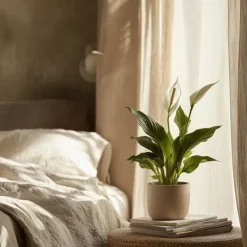 Outlet Fredslilje - Sæt med 2 - Spathiphyllum 'Lima' - Højde 60-75cm - ⌀17cm Krukkeplanter Indendørs