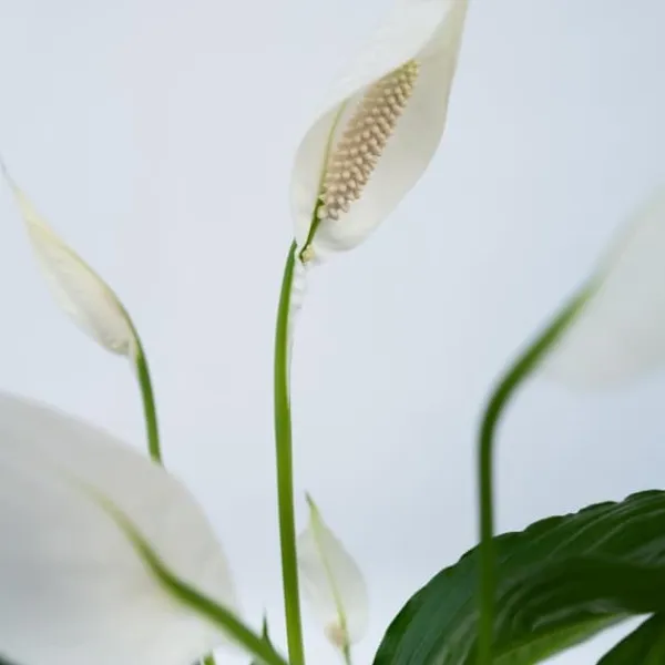 Outlet Fredslilje - Sæt med 2 - Spathiphyllum 'Lima' - Højde 60-75cm - ⌀17cm Krukkeplanter Indendørs