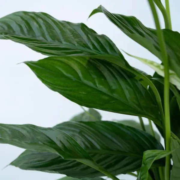 Outlet Fredslilje - Sæt med 2 - Spathiphyllum 'Lima' - Højde 60-75cm - ⌀17cm Krukkeplanter Indendørs