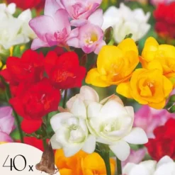 Frø^Freesia blomsterløg - Sæt med 40 - Freesia Mix - Blomsterløg - Flerfarvet