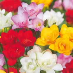 Frø^Freesia blomsterløg - Sæt med 40 - Freesia Mix - Blomsterløg - Flerfarvet