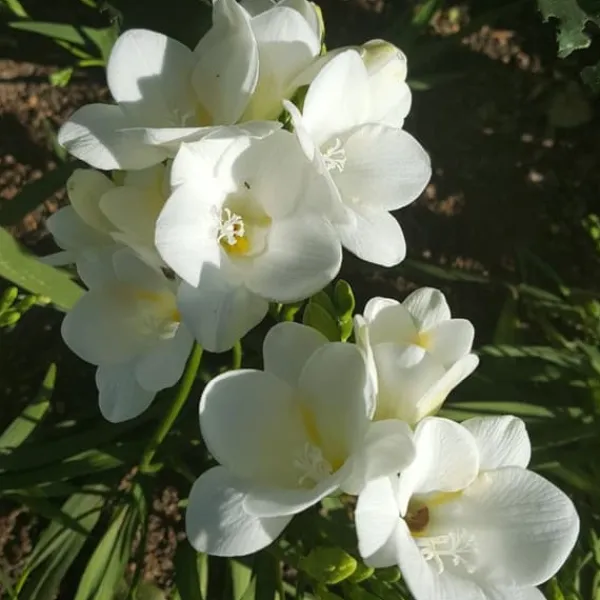 Frø^Freesia blomsterløg - Sæt med 40 - Freesia Mix - Blomsterløg - Flerfarvet