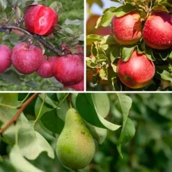 Træ^Frugtsøjler - Sæt med 3 - Æble, pære - Højde 60-70cm - ⌀9cm