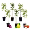 Sale Frugtsøjler - Sæt med 6 - Æble, pære - Højde 60-70cm - ⌀9cm Træ