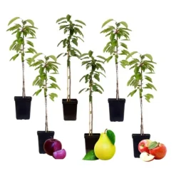 Sale Frugtsøjler - Sæt med 6 - Æble, pære - Højde 60-70cm - ⌀9cm Træ