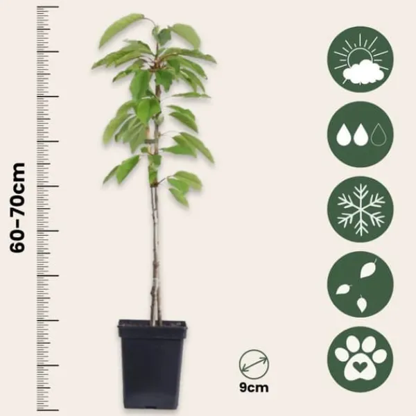 Sale Frugtsøjler - Sæt med 6 - Æble, pære - Højde 60-70cm - ⌀9cm Træ