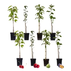 Outlet Frugttræblanding - Sæt med 8 - Malus, Pryus, Prunus - Højde 60-70cm - ⌀9cm Træ