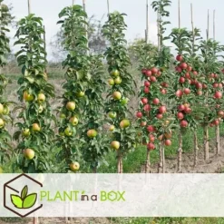 Outlet Frugttræblanding - Sæt med 8 - Malus, Pryus, Prunus - Højde 60-70cm - ⌀9cm Træ