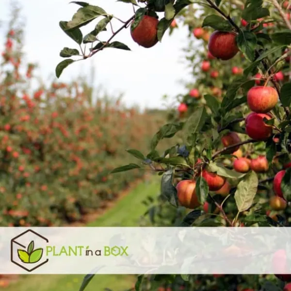 Outlet Frugttræblanding - Sæt med 8 - Malus, Pryus, Prunus - Højde 60-70cm - ⌀9cm Træ