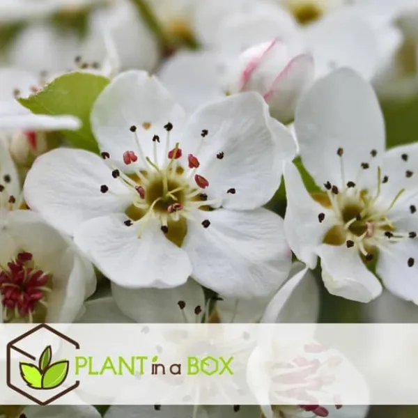 Outlet Frugttræblanding - Sæt med 8 - Malus, Pryus, Prunus - Højde 60-70cm - ⌀9cm Træ