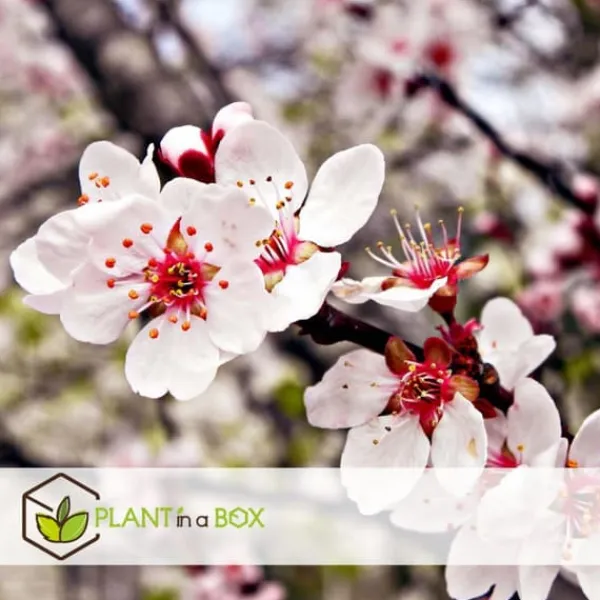 Outlet Frugttræblanding - Sæt med 8 - Malus, Pryus, Prunus - Højde 60-70cm - ⌀9cm Træ