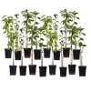 Træ^Frugttræblanding - Sæt med 16 - Malus, Pryus, Prunus - Højde 60-70cm - ⌀9cm