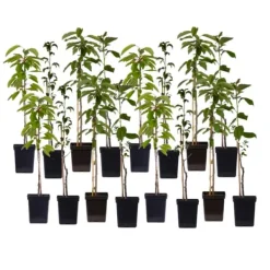 Træ^Frugttræblanding - Sæt med 16 - Malus, Pryus, Prunus - Højde 60-70cm - ⌀9cm