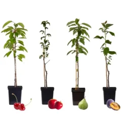 Træ^Frugttræblanding - Sæt med 4 - Malus, Pryus, Prunus - Højde 60-70cm - ⌀9cm