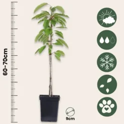 Træ^Frugttræblanding - Sæt med 4 - Malus, Pryus, Prunus - Højde 60-70cm - ⌀9cm