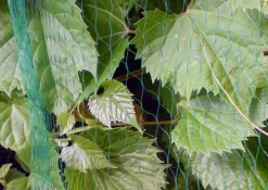 Til Fugle & Småvildt^Fuglenet 20x4m. Net der beskytter træer og frugt mod fugle.