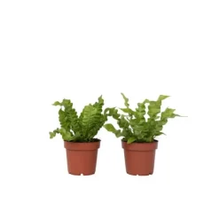 Krukkeplanter Indendørs^Fugleredebregne - Sæt 2 - Asplenium nidus 'Crispy Wave' - Højde 25-40cm - ⌀12cm