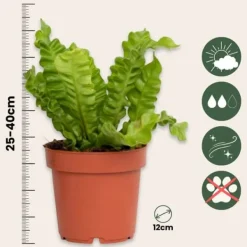Krukkeplanter Indendørs^Fugleredebregne - Sæt 2 - Asplenium nidus 'Crispy Wave' - Højde 25-40cm - ⌀12cm