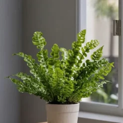Krukkeplanter Indendørs^Fugleredebregne - Sæt 2 - Asplenium nidus 'Crispy Wave' - Højde 25-40cm - ⌀12cm