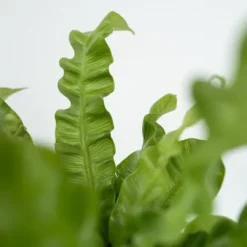 Krukkeplanter Indendørs^Fugleredebregne - Sæt 2 - Asplenium nidus 'Crispy Wave' - Højde 25-40cm - ⌀12cm