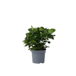 Discount Gardenia - Gardenia jasminoides - Højde 20-30cm - ⌀13cm Krukkeplanter Indendørs