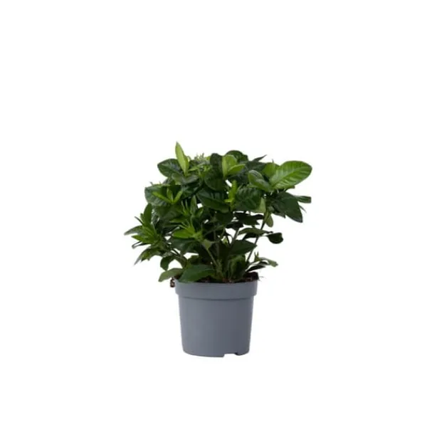 Discount Gardenia - Gardenia jasminoides - Højde 20-30cm - ⌀13cm Krukkeplanter Indendørs