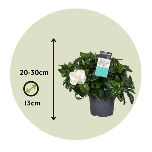 Discount Gardenia - Gardenia jasminoides - Højde 20-30cm - ⌀13cm Krukkeplanter Indendørs