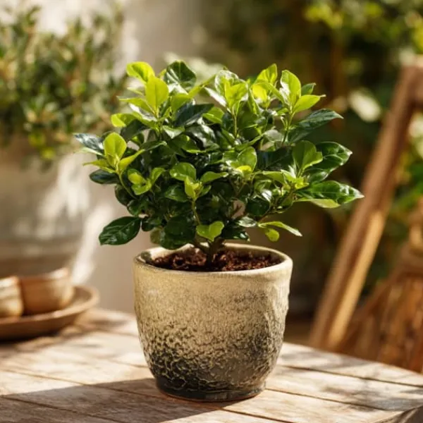 Discount Gardenia - Gardenia jasminoides - Højde 20-30cm - ⌀13cm Krukkeplanter Indendørs