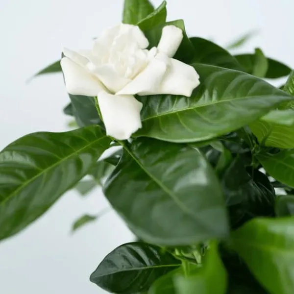 Discount Gardenia - Gardenia jasminoides - Højde 20-30cm - ⌀13cm Krukkeplanter Indendørs