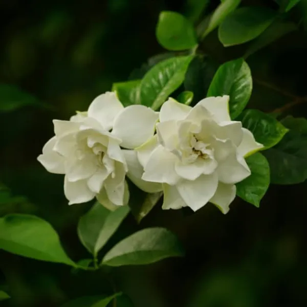 Discount Gardenia - Gardenia jasminoides - Højde 20-30cm - ⌀13cm Krukkeplanter Indendørs