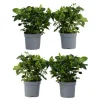 Krukkeplanter Indendørs^Gardenia - Sæt med 4 - Gardenia jasminoides - Højde 20-30cm - ⌀13cm