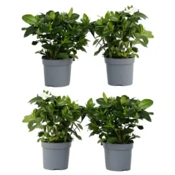 Krukkeplanter Indendørs^Gardenia - Sæt med 4 - Gardenia jasminoides - Højde 20-30cm - ⌀13cm