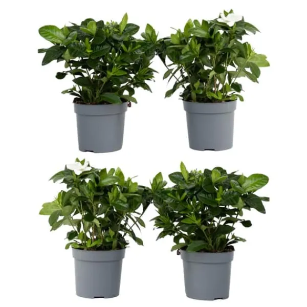 Krukkeplanter Indendørs^Gardenia - Sæt med 4 - Gardenia jasminoides - Højde 20-30cm - ⌀13cm