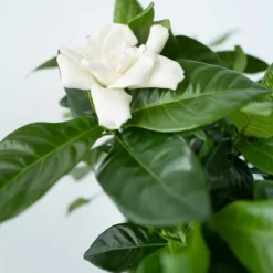 Krukkeplanter Indendørs^Gardenia - Sæt med 4 - Gardenia jasminoides - Højde 20-30cm - ⌀13cm