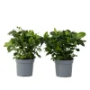 Discount Gardenia - Sæt med 2 - Gardenia jasminoides - Højde 20-30cm - ⌀13cm Krukkeplanter Indendørs