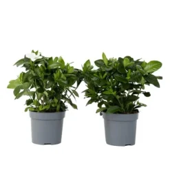 Discount Gardenia - Sæt med 2 - Gardenia jasminoides - Højde 20-30cm - ⌀13cm Krukkeplanter Indendørs
