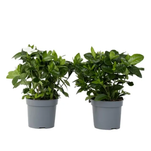 Discount Gardenia - Sæt med 2 - Gardenia jasminoides - Højde 20-30cm - ⌀13cm Krukkeplanter Indendørs