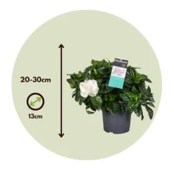 Discount Gardenia - Sæt med 2 - Gardenia jasminoides - Højde 20-30cm - ⌀13cm Krukkeplanter Indendørs