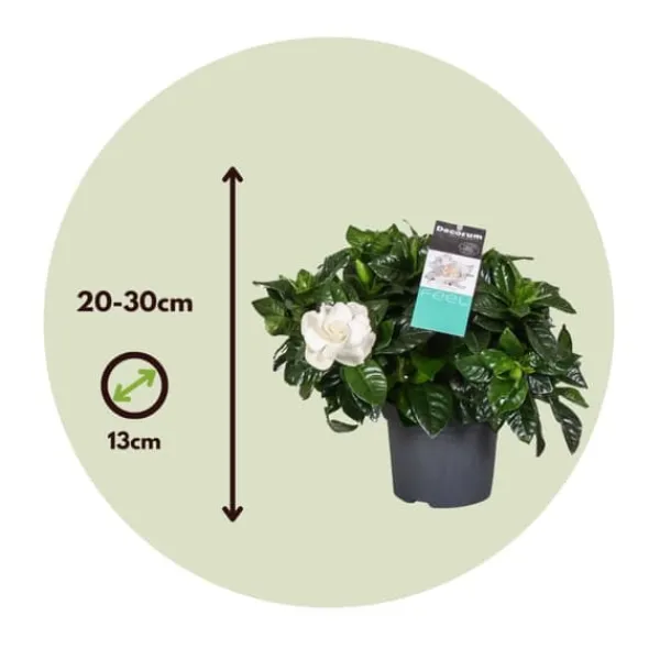 Discount Gardenia - Sæt med 2 - Gardenia jasminoides - Højde 20-30cm - ⌀13cm Krukkeplanter Indendørs