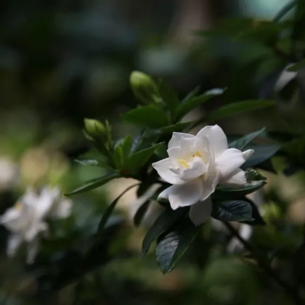 Discount Gardenia - Sæt med 2 - Gardenia jasminoides - Højde 20-30cm - ⌀13cm Krukkeplanter Indendørs