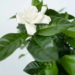 Discount Gardenia - Sæt med 2 - Gardenia jasminoides - Højde 20-30cm - ⌀13cm Krukkeplanter Indendørs