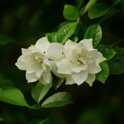 Discount Gardenia - Sæt med 2 - Gardenia jasminoides - Højde 20-30cm - ⌀13cm Krukkeplanter Indendørs
