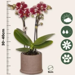 Outlet Gavesæt orkidé 'Cocktail S' - Phalaenopsis - Højde 30cm Krukkeplanter Indendørs