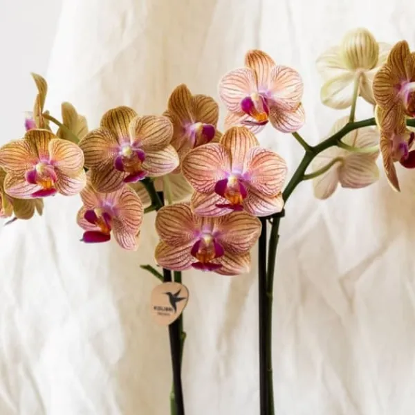 Outlet Gavesæt orkidé 'Cocktail S' - Phalaenopsis - Højde 30cm Krukkeplanter Indendørs